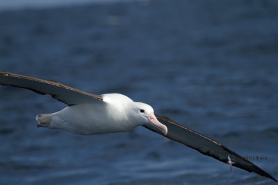 Northern Royal Albatross