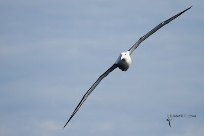 Northern Royal Albatross