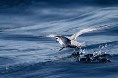 Slender-billed Prion