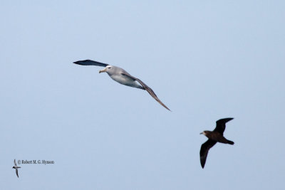 Salvin's Albatross