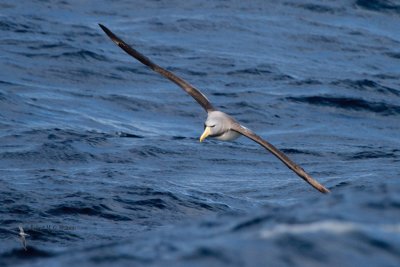 Chatham Island Albatross