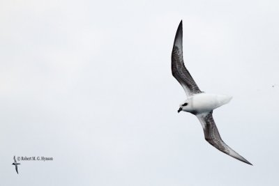 White-headed Petrel