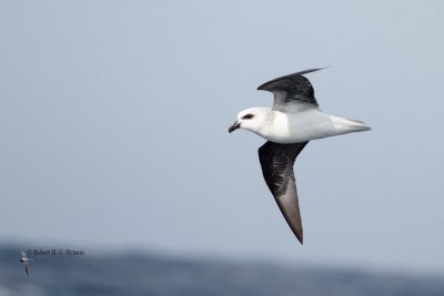 White-headed Petrel