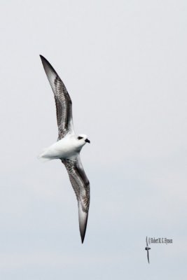 White-headed Petrel