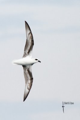 White-headed Petrel