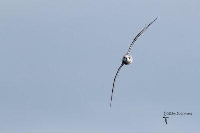 Soft-plumaged Petrel