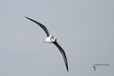 Soft-plumaged Petrel