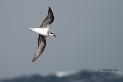 Soft-plumaged Petrel