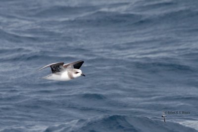 Soft-plumaged Petrel