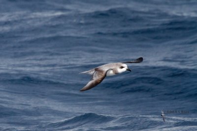 Soft-plumaged Petrel