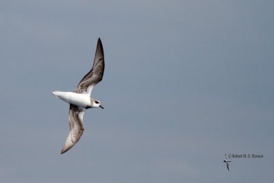 Soft-plumaged Petrel