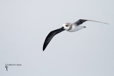 Soft-plumaged Petrel