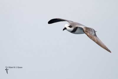 Soft-plumaged Petrel