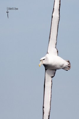 Shy Albatross