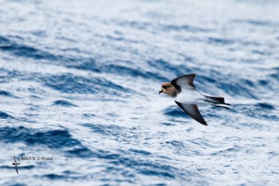 Grey-backed Storm-petrel