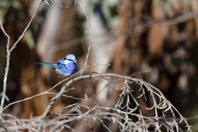 Splendid Fairy-wren