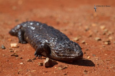 Shingleback
