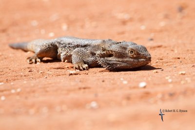 Central bearded Dragon