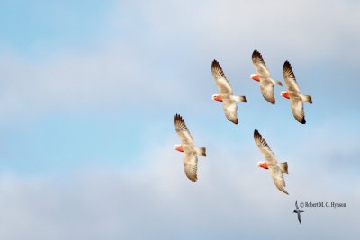 Galah