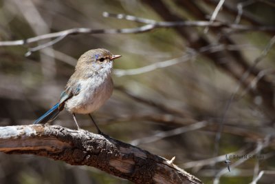 Splendid Fairy-wren