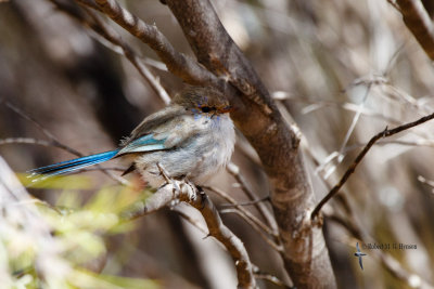 Splendid Fairy-wren