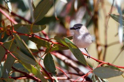 Western Gerygone