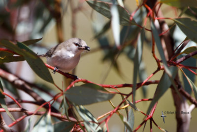 Western Gerygone