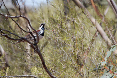 chestnut_quail-thrush