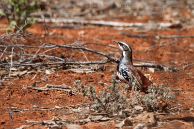 Chestnut Quail-thrush