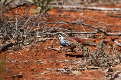 Chestnut Quail-thrush