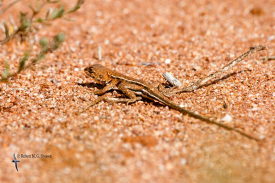 Mallee Dragon