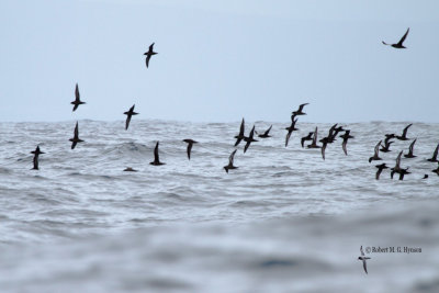 Short-tailed Sheawater