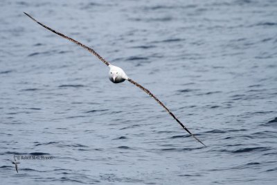 Wandering Albatross