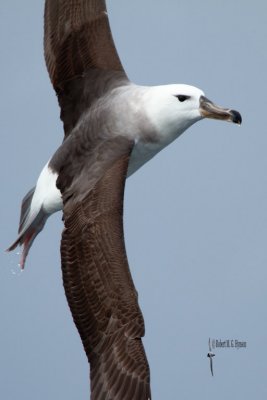 Black-browed Albatross