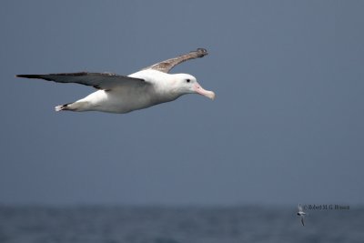 Wandering Albatross