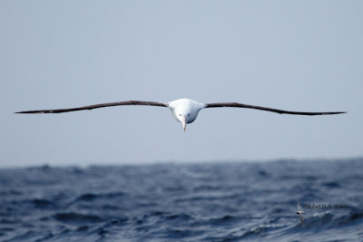 Southern Royal Albatross