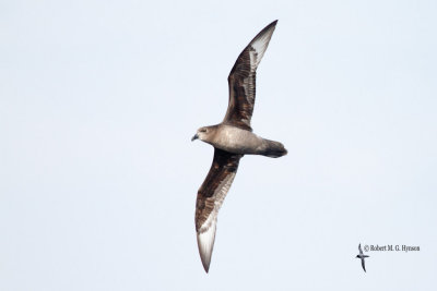 Providence Petrel