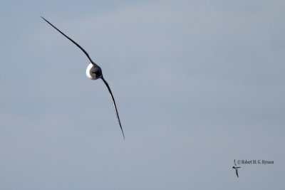 Cape Petrel