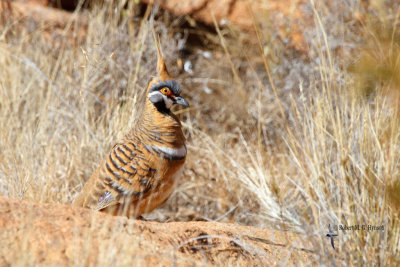 spinifex_pigeon