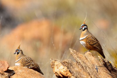 Spinifex Pigeon