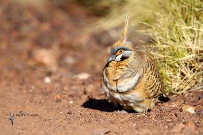 Spinifex Pigeon