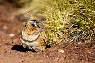 Spinifex Pigeon