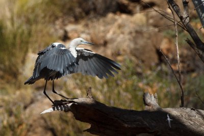 white-necked_heron