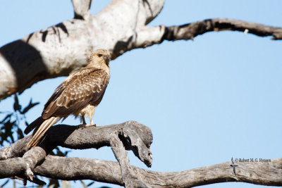 Whisteling Kite