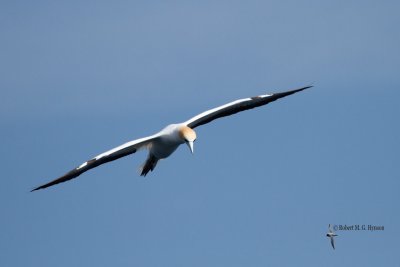 Australasian Gannet