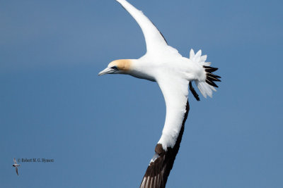 gannets_and_boobies