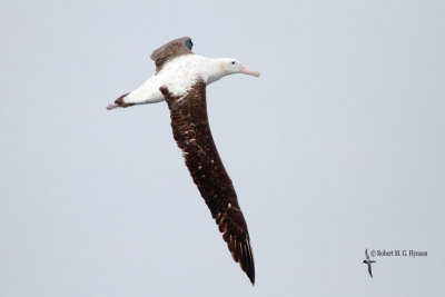 Wandering Albatross