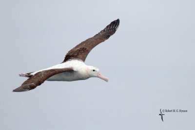 Wandering Albatross