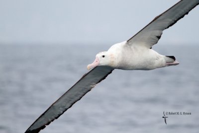 Wandering Albatross