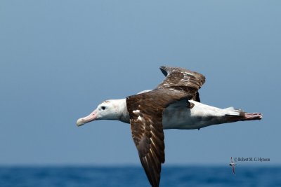 Wandering Albatross